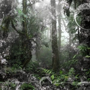 Woodsia_Bohowall_green