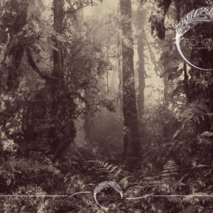 Woodsia_Bohowall_shoco